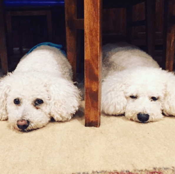 Screen Shot 2017-12-13 at 11.54.36 AM.png